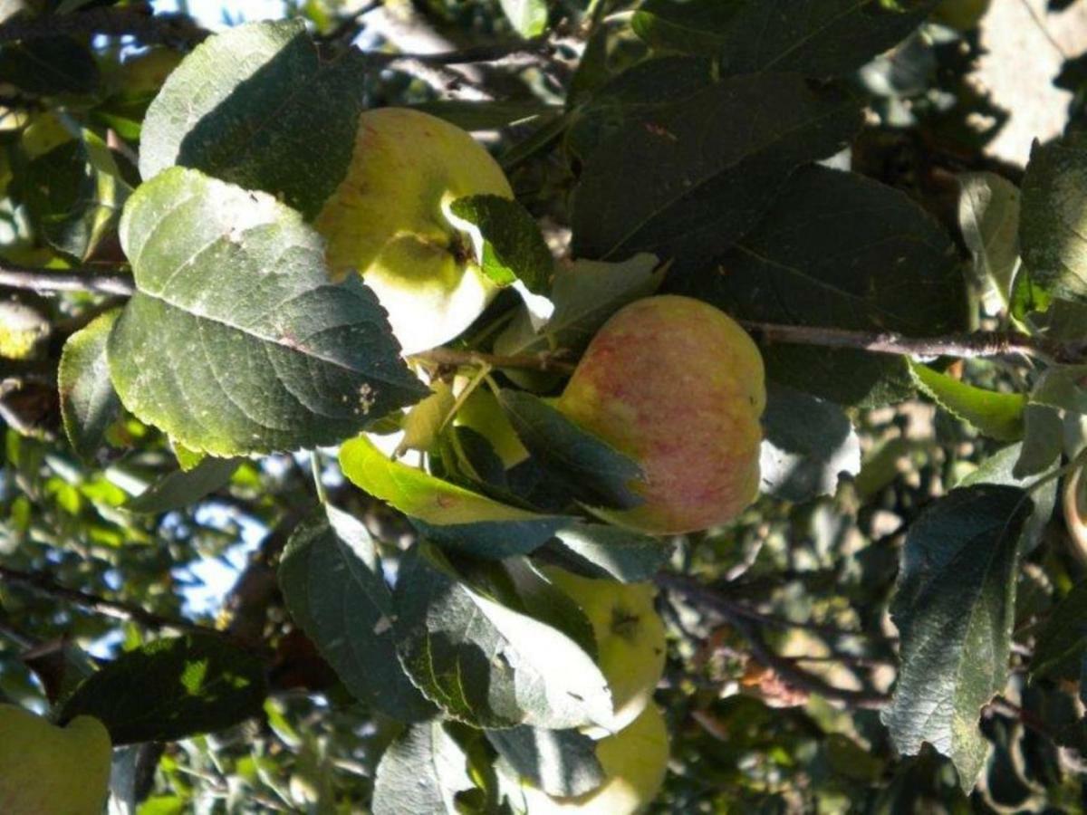 Agriturismo Il Melo Valfabbrica 外观 照片