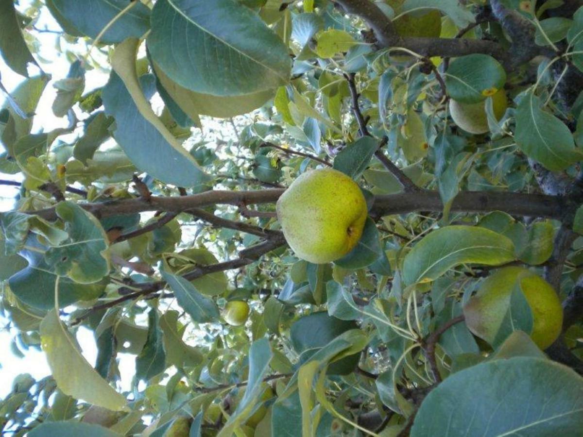 Agriturismo Il Melo Valfabbrica 外观 照片