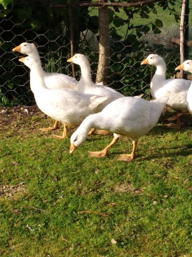 Agriturismo Il Melo Valfabbrica 外观 照片